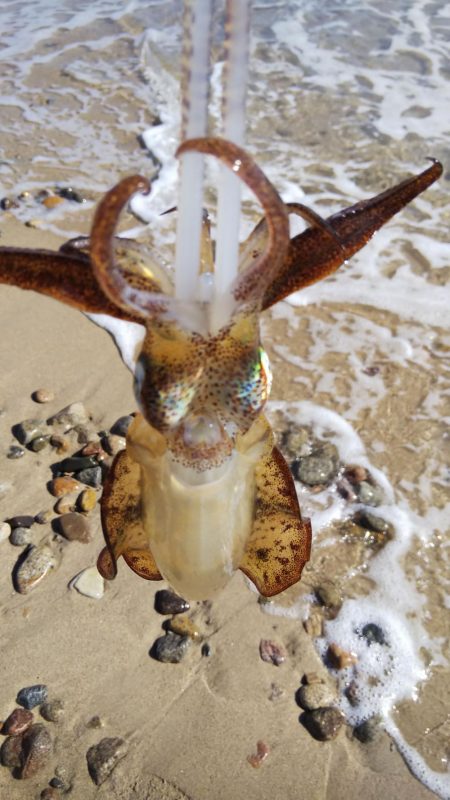 朝のエギング釣行